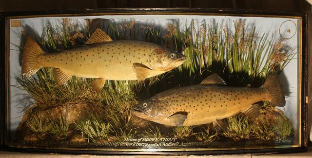 Brown Trout 001[1] [640x480].JPG